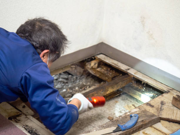 Best Certified Mold Removal  in Pinehurst, ID