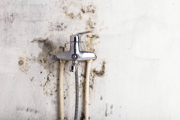 Best Mold Inspection  in Pinehurst, ID