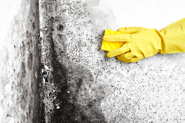 Best Mold Removal Process  in Pinehurst, ID