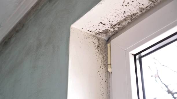 Best Attic Mold Removal  in Pinehurst, ID