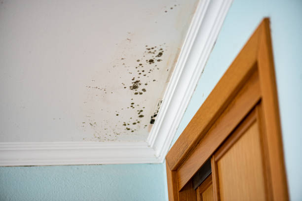 Best Home Mold Removal  in Pinehurst, ID