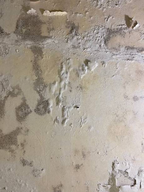 Best Mold Testing  in Pinehurst, ID