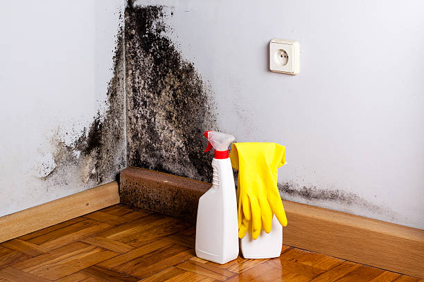 Best Professional Mold Removal  in Pinehurst, ID