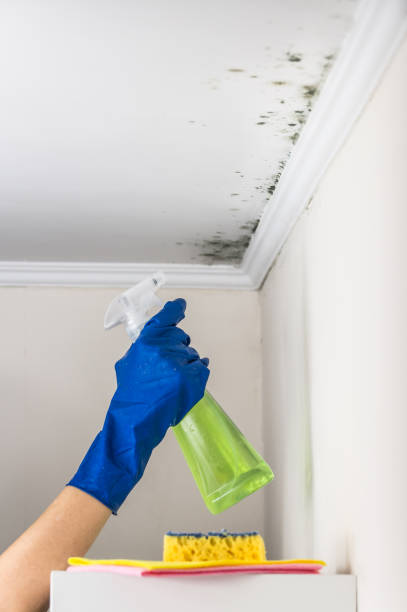 Best Black Mold Removal  in Pinehurst, ID