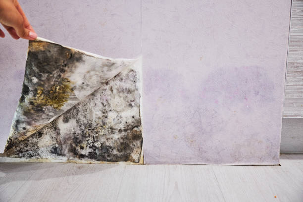 Best Mold Remediation Services  in Pinehurst, ID